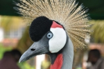 Musambi